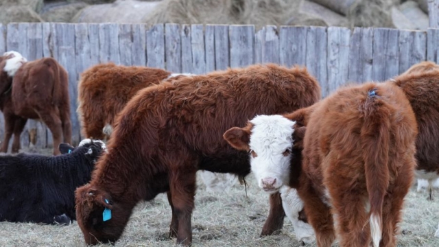Аймгийн төвд ойр сумдад малын хулгайн гэмт хэрэг дийлэнх байна