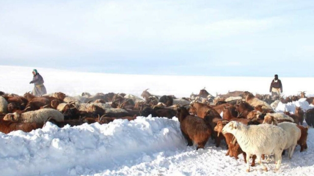 Дашбалбар, Сэргэлэн, Гурванзагал суманд өвөлжилт хүндрэх эрсдэлтэй байна